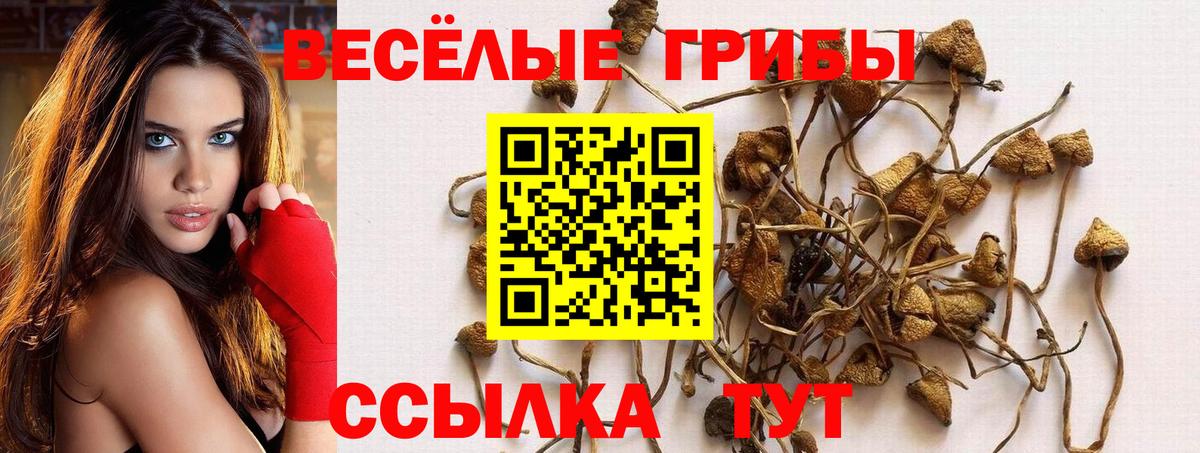 Дагестанские Огни  Псилоцибиновые грибы прущие грибы  где можно купить   Вход с VPN 